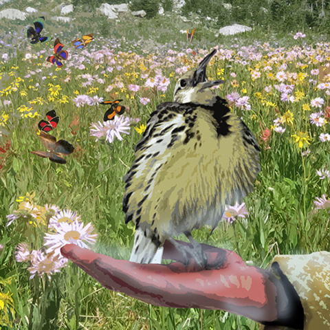 Meadowlark