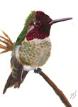 Anna's Hummingbird
