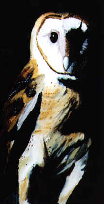 ssowl.jpg (25883 bytes)